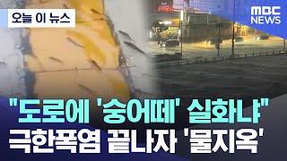 [오늘 이 뉴스] "도로에 '숭어떼' 실화냐" 극한폭염 끝나자 '물지옥' (2024.09.22/MBC뉴스)