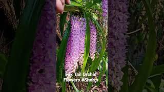 Rhynchostylis