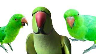 Relaxing Parrot Noises for Focus and Calm – Nature ASMR Bliss