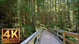 4K UHD Virtual Hike in the Forest - Middle Fork Trail, Snoqualmie | Part 2 - 3.5 HRS Piano Music