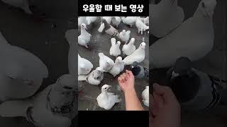 우울할 때 보는 영상