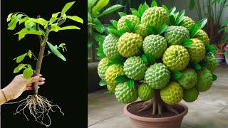 Unique Skill Sweetsop Tree With Watermelon,how to growing sweetsop has a lot of fruits