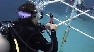 Utila Coral Restoration - Planting New Trees on our Nursery! - UTILA DIVE CENTER