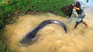 TOP Amazing Traditional Fishing! Find & Catch Big Catfish & Snakehead Fish with Best Fishing Tool