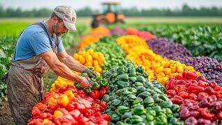 Next Level Technique To Harvest & Process Bell Peppers With Modern Agriculture Machines