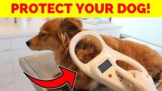 The ONE Trick to Guarantee Your Dog’s Safety—Microchipping EXPLAINED!