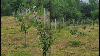 Tăierile in verde și de formare la prunii tineri  