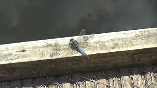 Black Tailed Skimmer Dragonfly UK Wildlife