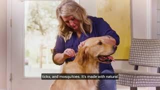 How to Use Wondercide Flea & Tick Spot On for Dogs + Cats – Made with Natural Essential Oils