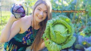 CABBAGE HARVEST & preservation! 1st time making SAUERKRAUT + *Bonus CABBAGE ROLL recipe! #harvesting