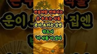 전설처럼전해지는돈부르는식물#운이트이는집에반드시있는식물#풍수 #풍수운세 #재물운 #금전운 #shorts