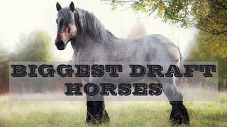 BIGGEST DRAFT HORSES  #tangled