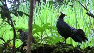 Scream-like Call of Wild Kalij Pheasants | Lophura leucomelanos | Video