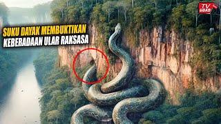 Dayak Tribe Proves the Existence of 80 Meter Giant Snake Still Alive in Indonesian Forest!!