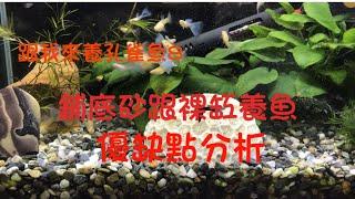 跟我來養孔雀魚8，有鋪底砂養魚和沒鋪底砂裸缸養魚的優缺點分析