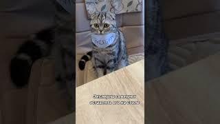 Эксперт… #жиза#юмор#еда#cat#приколы#рекомендации