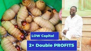 How A Ghanaian Agronomist Is Earning 15K From Rearing & Sales Of Palm Weevil