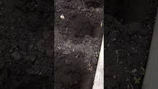 Plant Potatoes Properly for Maximum Crops.