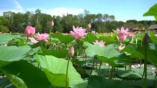 Thiên nhiên tươi đẹp I Hoa sen đầm sen đẹp mê hồn lotus flower