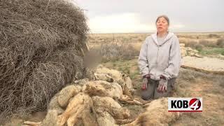 Piles of dead coyotes found in Valencia County