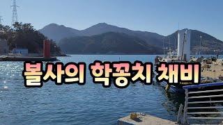 볼사의 간단한 학꽁치 채비