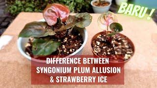 Syngonium Strawberry Ice vs Syngonium Plum Allusion #syngonium_kebuncilik