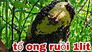 bắt gặp tổ ong ruồi 1lít  khủng nhất từ trước tới nay