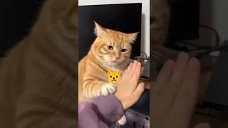 Angry Cat  #cat #comedy #animals #cute