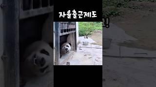 자율출근제를 하면 안되는 이유 ㅋㅋ #다판다 #판다 #펜더