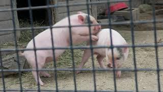 Voantey at Southwick Animal Zoo October 2, 2021 With the Pigs. Part 2.