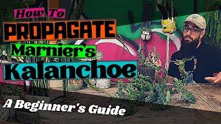 HOW TO PROPAGATE KALANCHOE MARNIERIANA | A Beginner's Guide To Cuttings & Leaf Propagation Marnier's