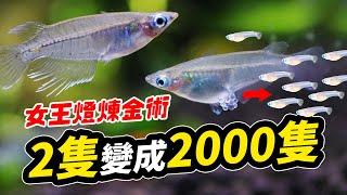 佛系極致，一把水草繁殖工作魚！魚阿公阿嬤孫子都來幫你打工！ 2 Ricefish become 200! How to born Javanese medaka?