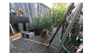 Fat Guy and His Backpack Backyard Chickens Preventing Soft Eggshells