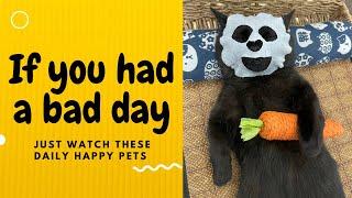 If you had a bad day, just watch these daily happy pets | Day 83