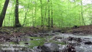 FREE stock footage - Forest Stream CC-BY NatureClip