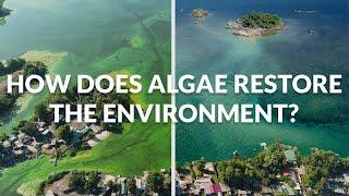 Restoring the Environment with Algae | The BLOOM Room | Episode 3