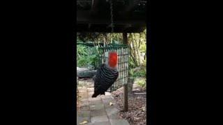 Live Wild Bird Feeder Hidden Camera