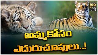 కొత్తపల్లిలో తప్పిపోయిన పులి పిల్ల.! | Tiger Childerens | Kurnool Dist | BIG TV