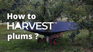 Plum Harvest 2020 | Fruit Harvesting Tools