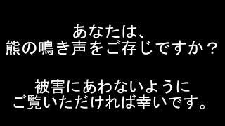 【熊】【注意喚起】あなたは、熊の鳴き声を知っていますか？この鳴き声を聞いたら熊ですよ！被害が多いので、【熊に遭遇した】シーンの総集編にしました。