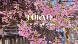 [4K] JAPAN VLOG｜March in Tokyo｜Walk in Shibuya, Cute cafes, Hidden Gems, First Sakura Blossoms