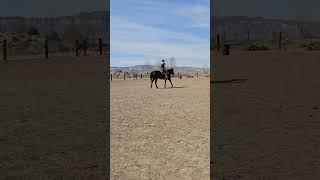 Is that a camera? Could that be a reporter? #gvhr #horserescue #horse #equestrian