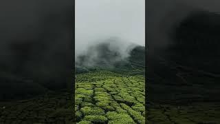 Travel Lover WhatsApp Status #munnar #munnarhillstation