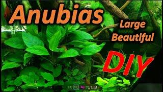 How to Grow Beautiful Anubias Mother Plants in Simple Do It Yourself Steps