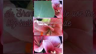 DailyBloom#shorts #dailybloom #lily #bulbs #didyouknow #flowers #facts #knowledge #flowerlover