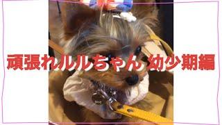 頑張れルルちゃんの幼少期編 #頑張れルルちゃん #yorkie #dog #cat