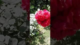 #shorts #flowerslovers #naturephotography #nature #youtubeshorts #shortvideo  samthar village 