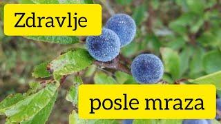 TRNJINA - LEKOVITA SVOJSTVA male zimske ŠLJIVE #priroda #lek #zdravlje