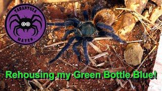 Rehousing my Green Bottle Blue!