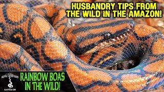 RAINBOW BOAS IN THE WILD! (are we keeping them correctly?) ADVENTURES IN ECUADOR (2019)